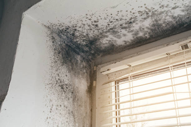 Affordable Mold Removal solutions in Milltown, NJ